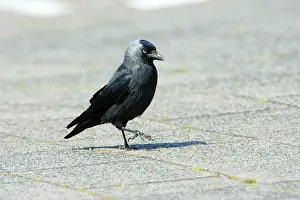 Jackdaws: Jackdaw - searching for food on car park