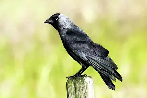 Jackdaws: Jackdaw - Sitting on farm fence post