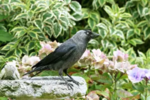 Jackdaws: JACKDAW - standing on bird bath