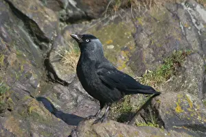 Jackdaws: Jackdaw standing on rocks