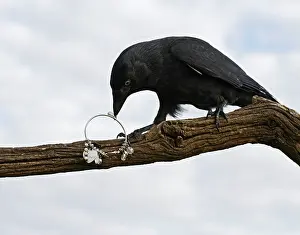 Jackdaws: jackdaw - stealing jewellery