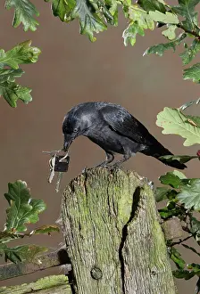 Jackdaws: jackdaw - stealing keys