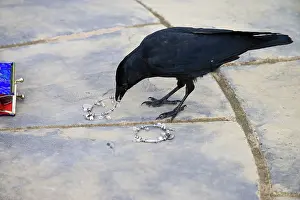 Jackdaws: Jackdaw - stealing from purse