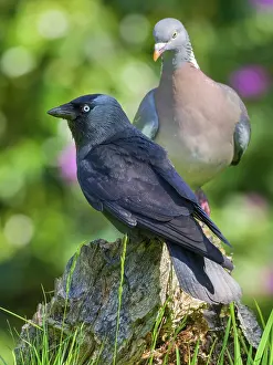 Columba: Jackdaw and Wood pigeon