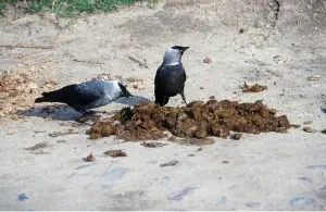 Jackdaws: JACKDAW - x two, inspecting dung