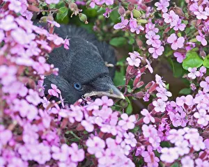 Jackdaws: Jackdaw - Youngster in flower bed