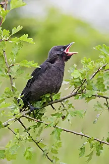 Jackdaws: Jackdaw - youngster on hawthorn branch