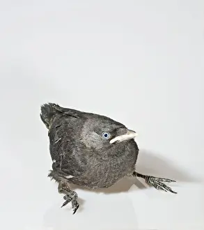 Jackdaws: Jackdaw - youngster on white background