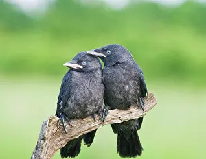 Jackdaws: Jackdaw - youngsters on branch
