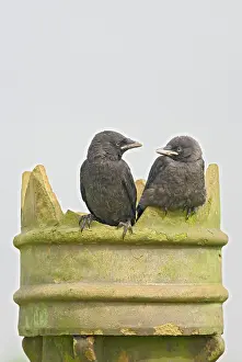 Jackdaws: Jackdaw - youngsters on chimney pot