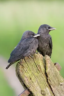 Jackdaws: Jackdaw - youngsters on gate post