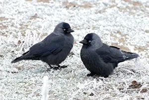 Jackdaws: Jackdaws - in the frost