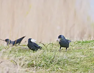 Jackdaws: Jackdaws - gathering nest material