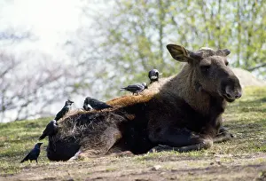 Jackdaws: Jackdaws - plucking hairs from Moose for nest building