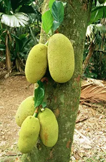 Jackfruit: Jackfruit