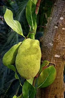 Jackfruit: Jackfruit