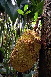 Praslin: Jackfruit