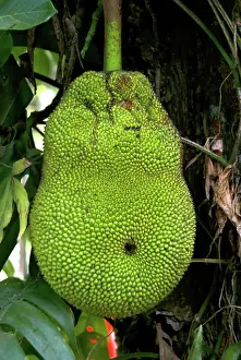 Heterophylla: Jackfruit