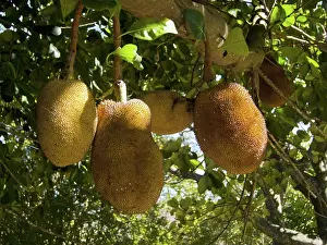 Heterophylla: Jackfruit