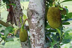 Jackfruit: Jackfruit - fruit
