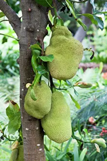 Weigh: Jackfruit - fruits can grow up to 60cm long and