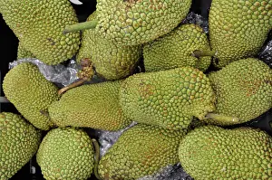 Widely: Jackfruit. widely grown in the tropics for food
