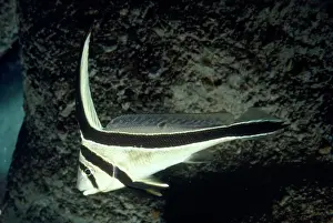 Drum: Jackknife Drumfish