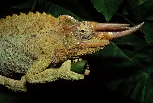 Jacksonii: Jackson's Chameleon
