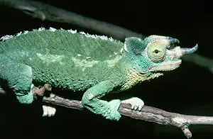Independent: Jackson's Chameleon