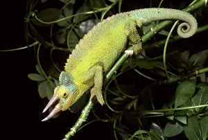 Jacksonii: Jackson's Chameleon