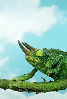 Jacksons: JACKSON'S CHAMELEON - on branch