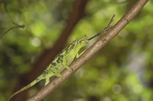 Themes: Jackson's Chameleon catching fly