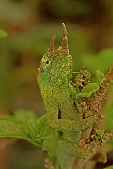Jacksonii: Jackson's Chameleon / Jackson's Three-horned Chameleon
