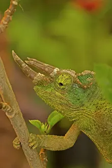 Jacksonii: Jackson's Chameleon / Jackson's Three-horned Chameleon