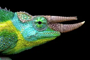 Jacksonii: Jackson's chameleon (Trioceros jacksonii), Kenya