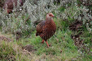 190718: Jackson's Francolin