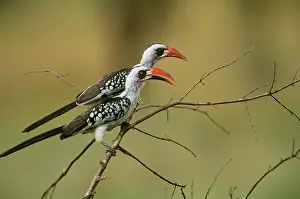 Hornbills: Jackson's Hornbills