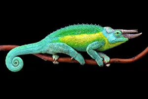 Jacksonii: Jackson's Three-Horned Chameleon (Trioceros jacksonii