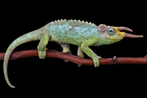 Jacksonii: Jackson's Three-Horned Chameleon (Trioceros jacksonii