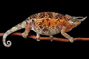 Jacksonii: Jackson's Three-Horned Chameleons (Trioceros jacksonii