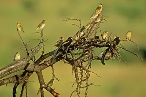 Euplectes: Jackson's Widowbird - male in breeding plumage