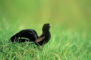 Euplectes: Jackson's Widowbird - male breeding plumage