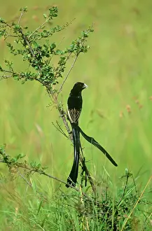 Euplectes: Jackson's Widowbird - male in breeding plumage