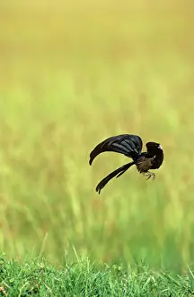 Cleared: Jackson's Widowbird - male displaying above cleared area