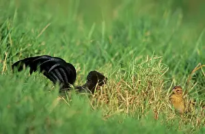 Euplectes: Jackson's Widowbird - male displaying before female