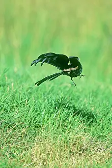 Leks: Jackson's Widowbird - male displaying above lek