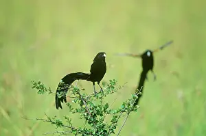 Euplectes: Jackson's Widowbird - males in breeding plumage
