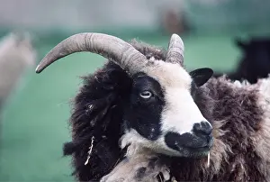 Jacob: JACOB SHEEP
