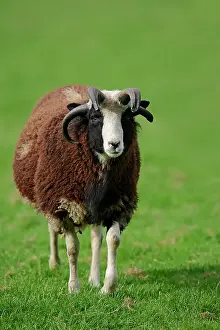 Ammon: Jacob sheep (Ovis ammon f aries), North Rhine-Westphalia