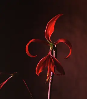 Formosissima: Jacobean Lily